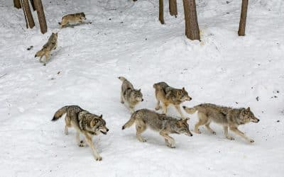 Congress Talks Wolves and Mining As Quota Season Starts in the BWCA