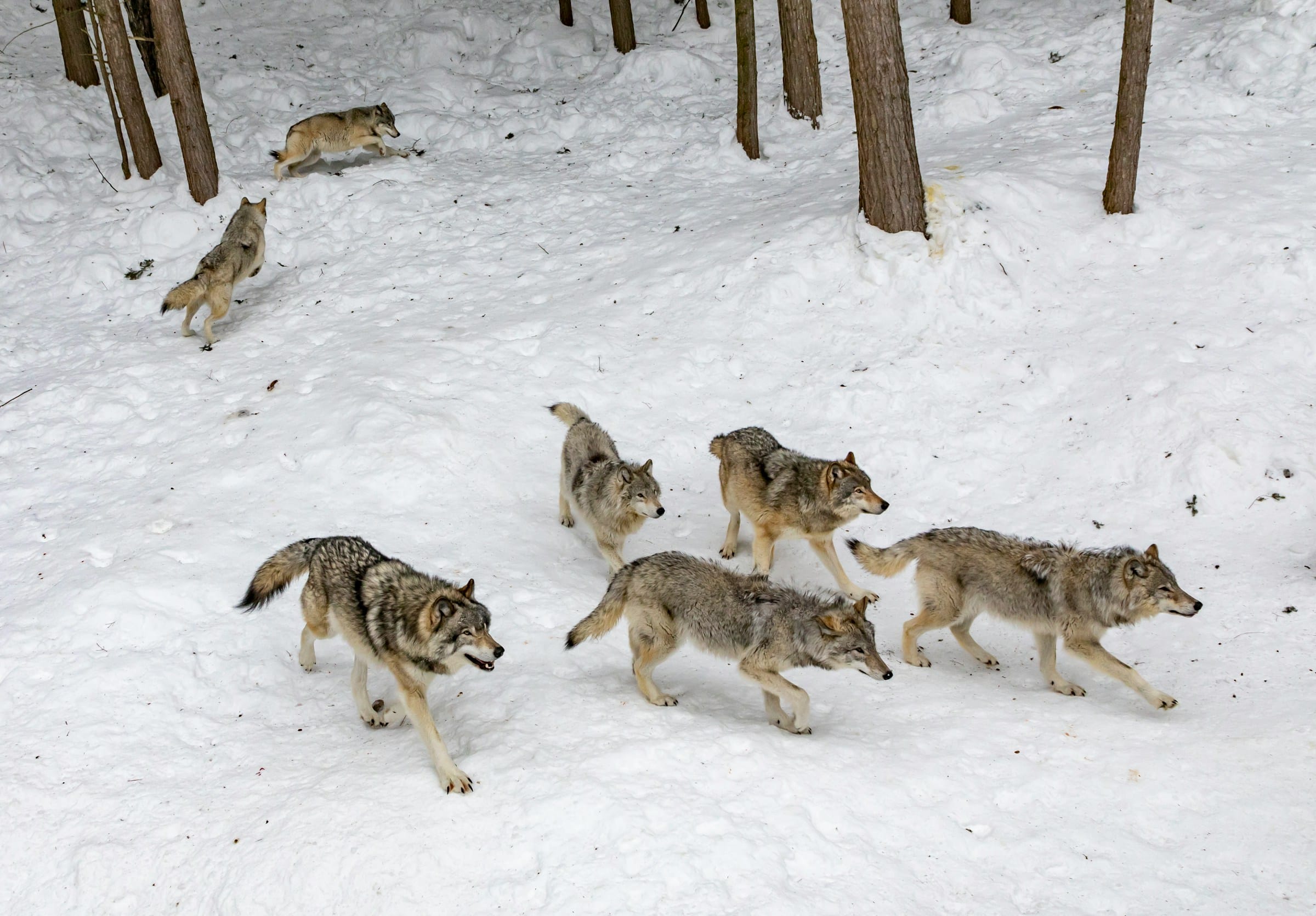 Congress Talks Wolves and Mining As Quota Season Starts in the BWCA