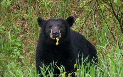 Bear Attack In Wabakimi and Drowning in Quetico Illustrate Risks of Canoe-Country Travel