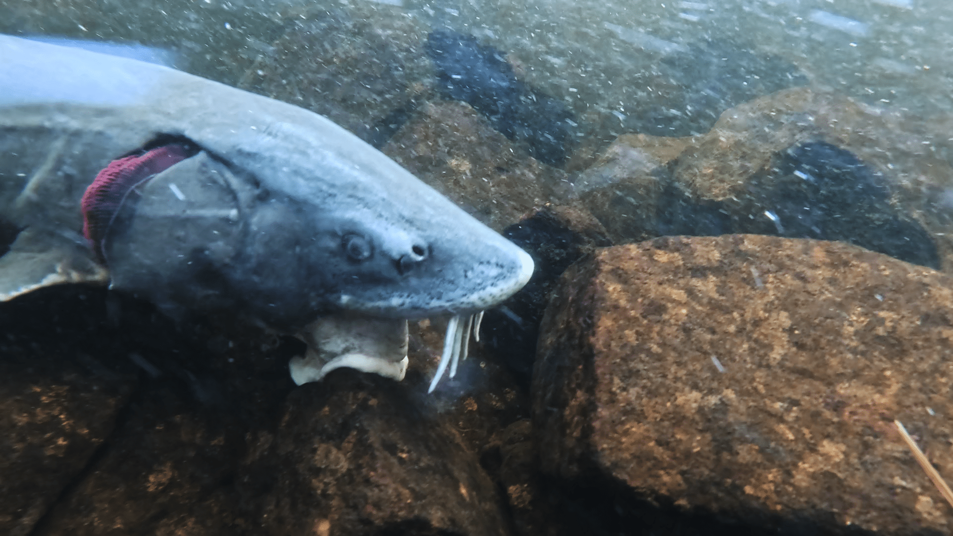 Still 2025-06-19 171116_1.252.1