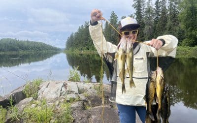 Walleye Limit Likely to be Reduced to Four Starting in 2027 for BWCA Anglers