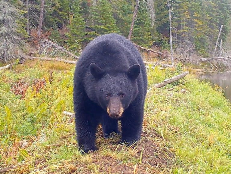 Forest Service Extends Food Storage Order in BWCA Wilderness Until 2031