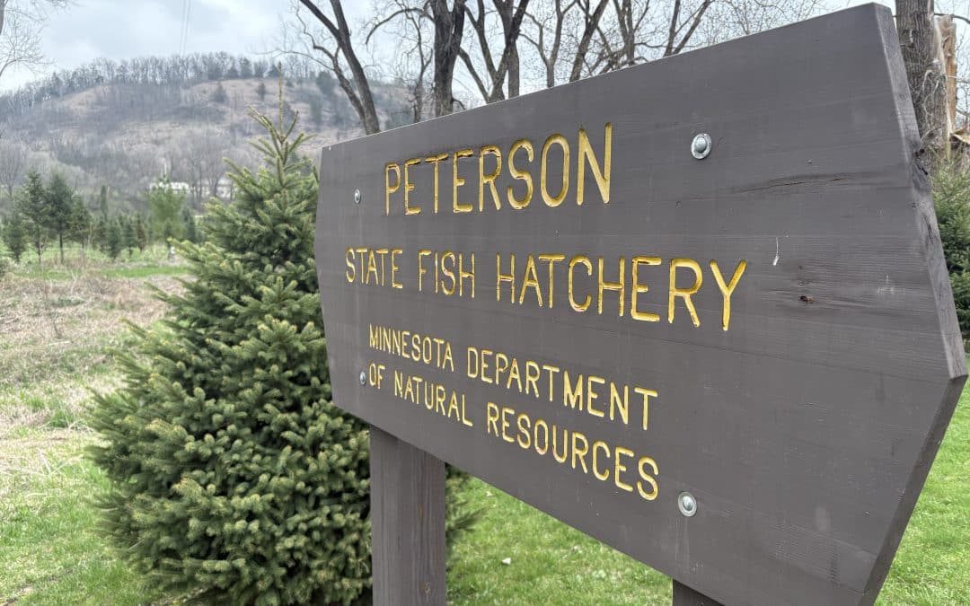 The Ties of a Hybrid Fish to the BWCA