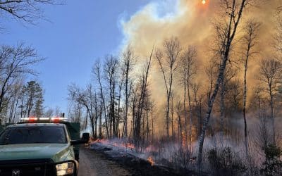 Fernberg Project to Commence Without Prescribed Fire in the BWCA Wilderness
