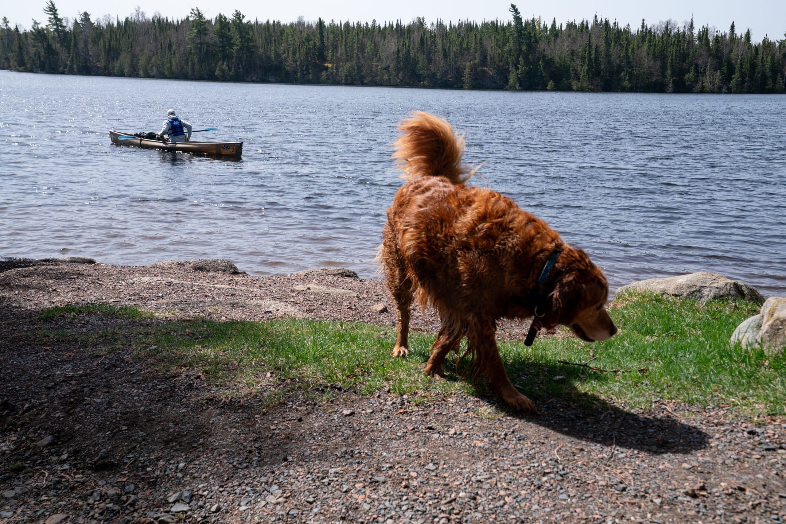 The Dogs (and cat) of the Gunflint Trail