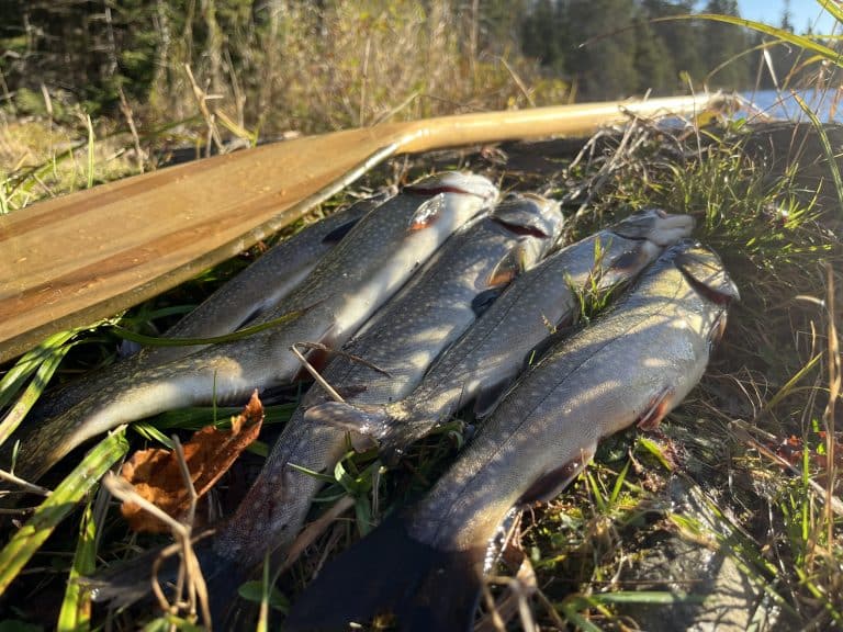 Fall Trout Fishing in the BWCA Wilderness